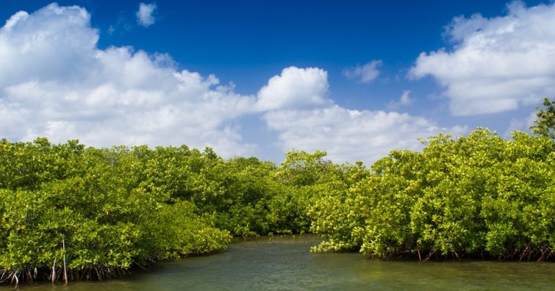 Hutan Mangrove Setapuk