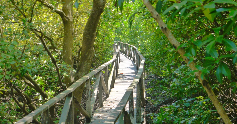 Wisata Alam Hutan Bakau Margomulyo