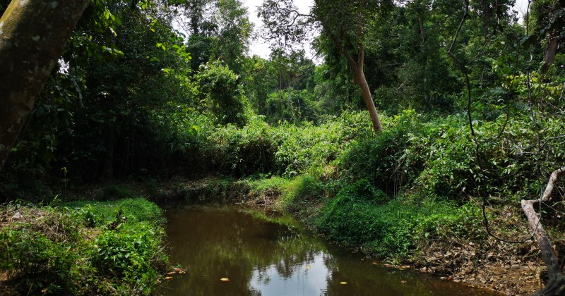 Wisata Alam Hutan Lindung Sungai Wain