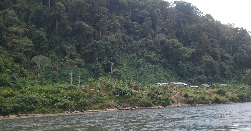 Hutan Lindung Sungai Sesayap