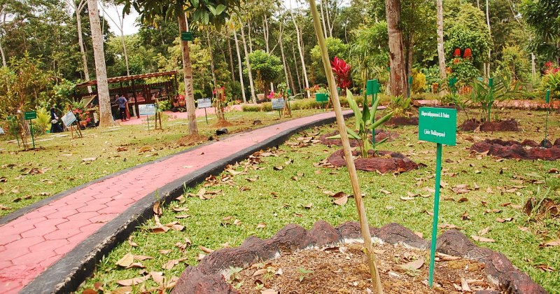 Aktivitas Seru yang Bisa Dilakukan di Kebun Raya Balikpapan