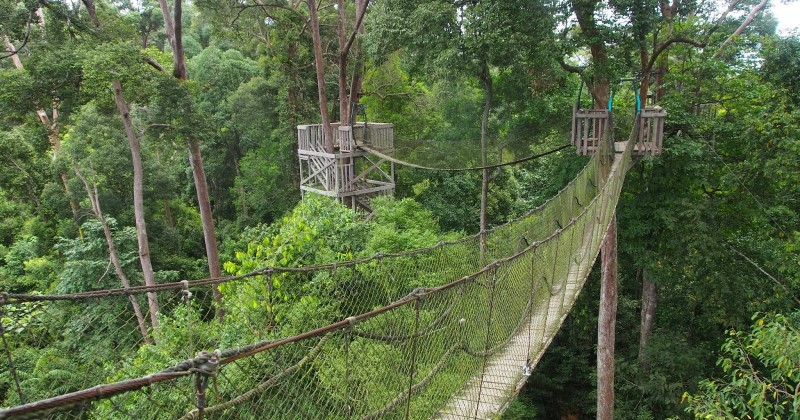Bukit Bangkirai, Hutan Tropis yang Memukau di Kutai Kartanegara