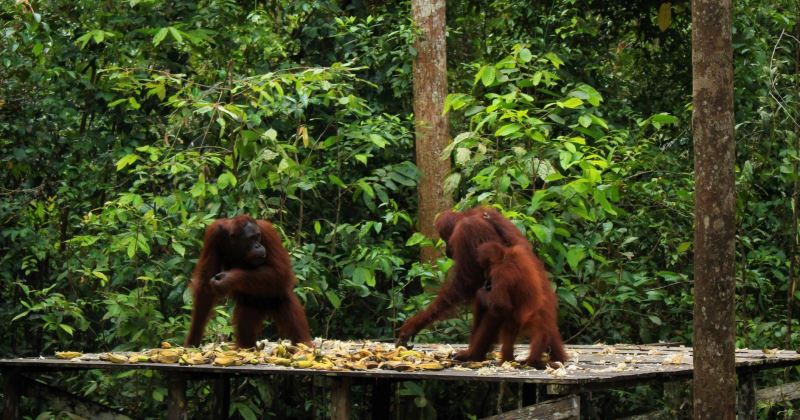 Taman Nasional Tanjung Puting, Destinasi Ekowisata Unggulan Kalimantan Tengah