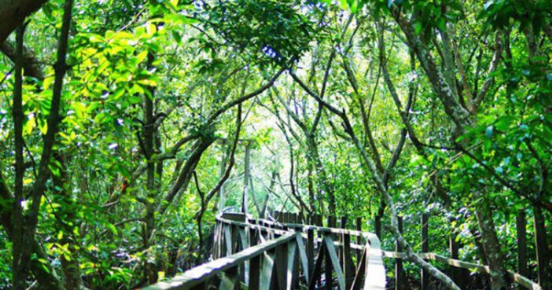 Hutan Mengrove Margomulyo Jelajahi Wisata Alam Terbaik Di Balikpapan Borneo Id