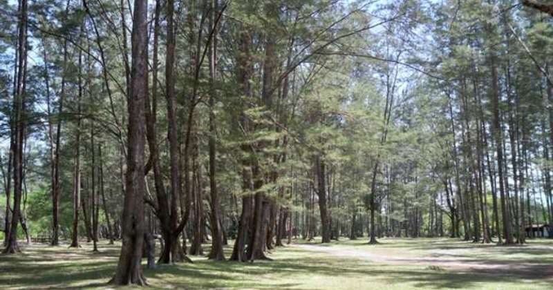 Intip Keindahan Hutan Pinus Samboja di Kutai Kartanegara