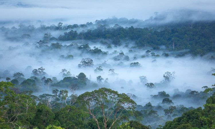hutan Kalimantan