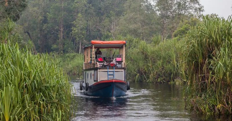 Nikmati Keseruan Wisata Susur Sungai Kumai di Kalimantan Tengah