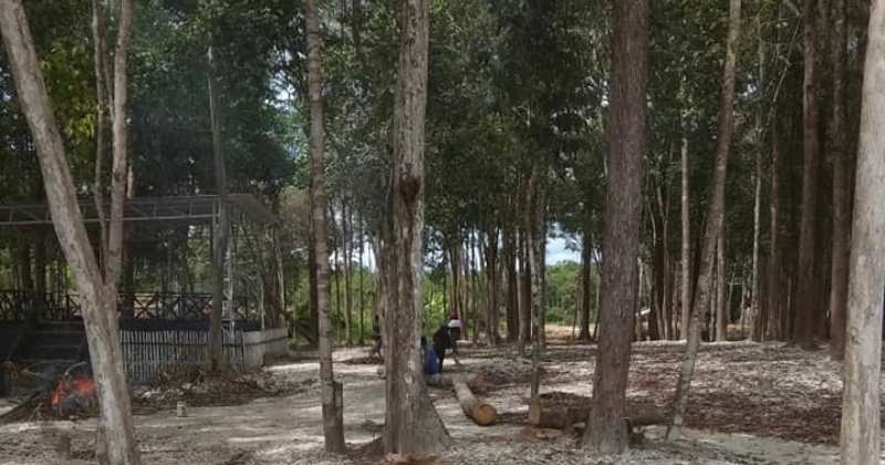 Hutan Pinus Puruk Cahu