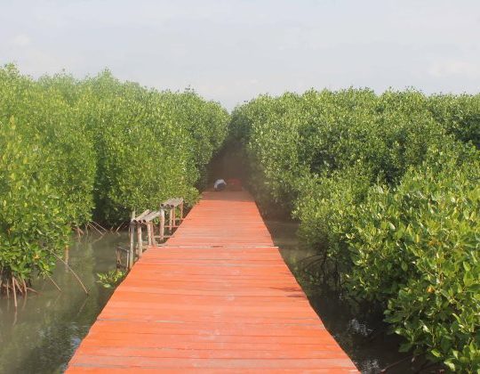 4 Hutan Mangrove di Bontang untuk Wisata Edukasi