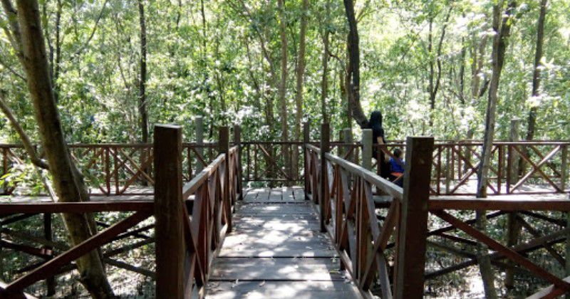 Kegiatan Menarik Di Ekowisata Mangrove Kampung Baru