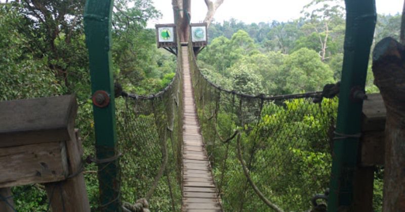 Kegiatan Menarik Di Wisata Bukit Bangkirai Kutai Kartanegara