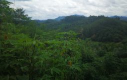 Gunung Niut, Mengenal Gunung Tertinggi di Kalimantan Barat
