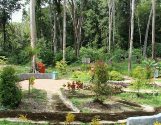 Kebun Raya Sambas, Kawasan Wisata Alam Hits dengan Tumbuhan Unik & Langka