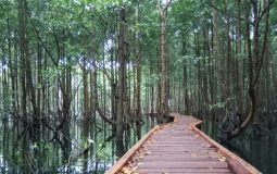 Bontang Mangrove Park, Destinasi Wisata Edukasi di Kalimantan Timur