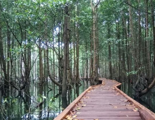 Bontang Mangrove Park, Destinasi Wisata Edukasi di Kalimantan Timur