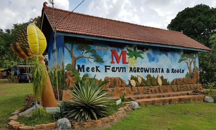 Mencicipi Durian di Agrowisata Meek Farm