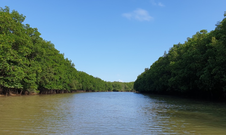 Pesona Wisata Edukasi Pusat Mangrove Graha Indah