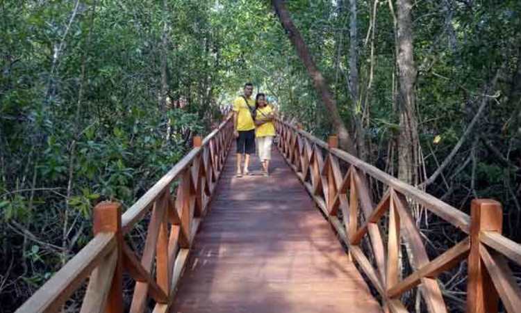Wisata Hutan Mangrove