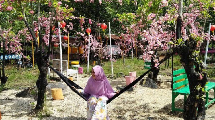 Wisata Taman Sakura Yang Indah Dan Menarik Di Ternate