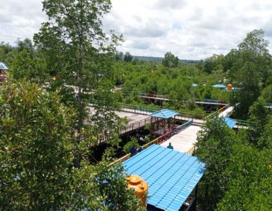 Taman Wisata Mangrove Klawalu, Ekowisata yang Menawan di Sorong