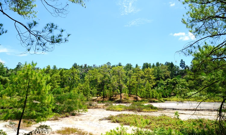 Hutan Lahendong