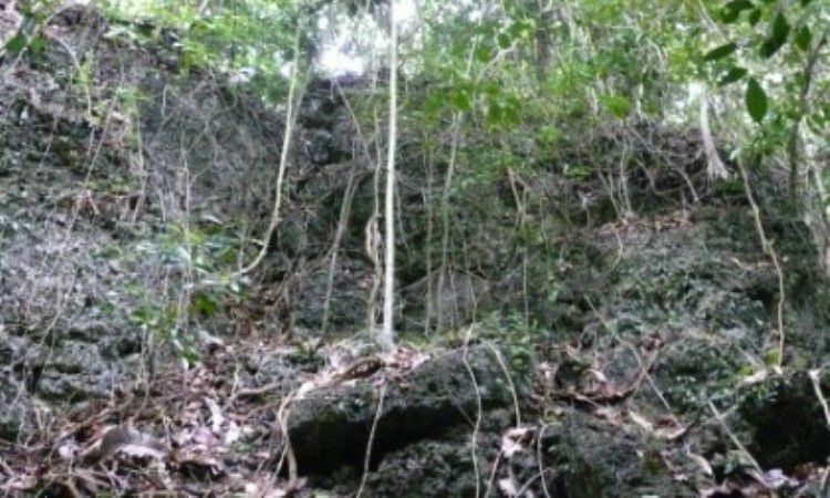 Hutan Lindung Tindoi