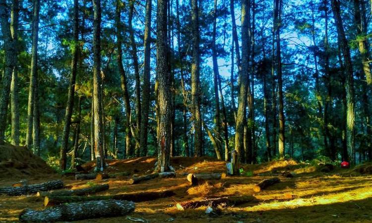 Hutan Pinus Baredok
