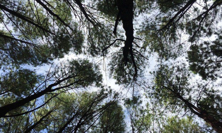 Hutan Pinus Lajoanging