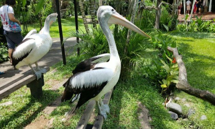 Keindahan Taman Burung Seolah di Alam Bebas