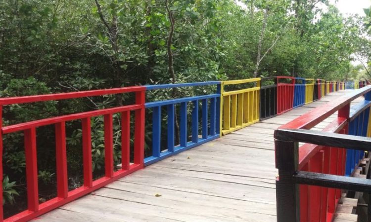 Aktifitas Menarik yang Bisa Dilakukan di Tracking Mangrove