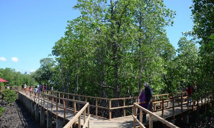 Hutan Mangrove Langge