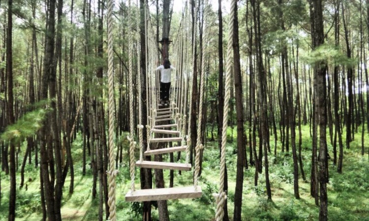 Hutan Pinus Samparona, Wisata Alam Favorit di Kota Baubau