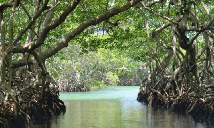Wisata Alam Tracking Mangrove Lahundape di Kota Kendari