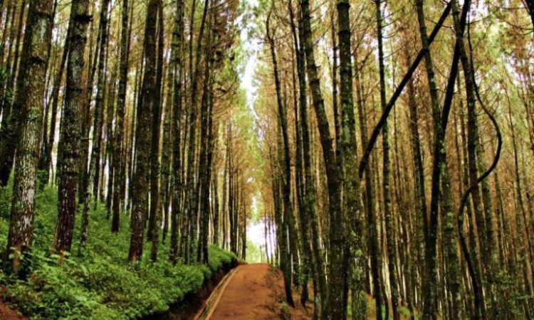 Alamat & Rute Menuju Lokasi Hutan Pinus Bissoloro