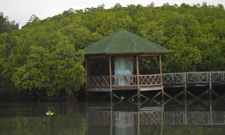 Alamat dan Rute Perjalanan Menuju Lokasi Hutan Mangrove