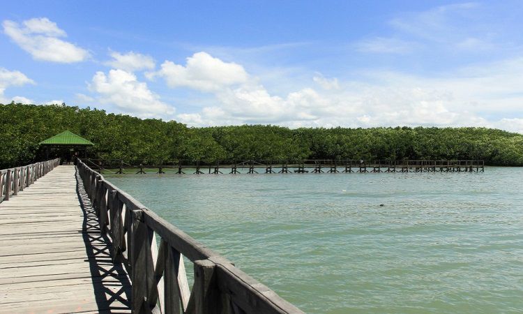 Hutan Mangrove Tongke-Tongke, Ekowisata yang Menjadi Andalan Sinjai