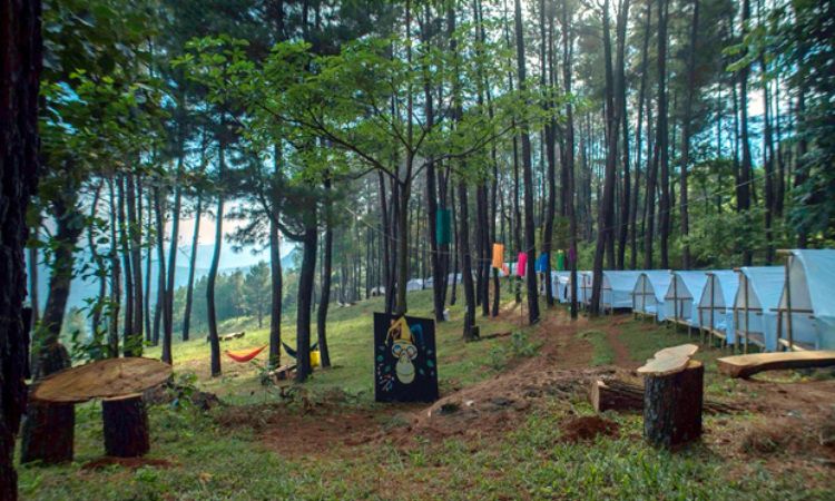 Menikmati Kesejukan Hutan Pinus Bissoloro Sekaligus Camping