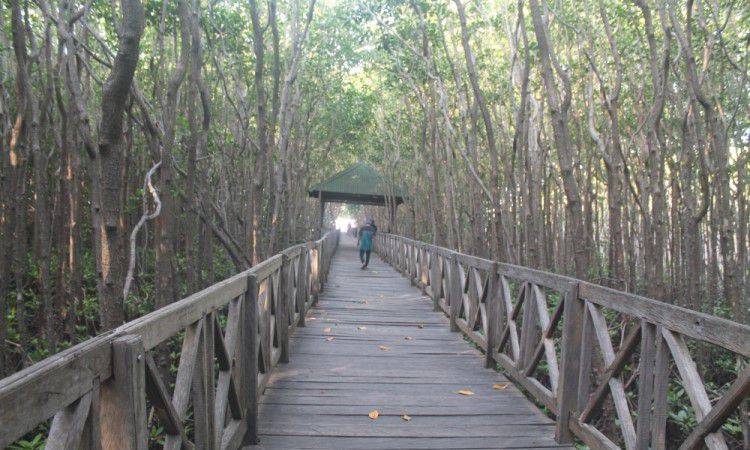 Sekilas Tentang Hutan Mangrove Tongke-Tongke
