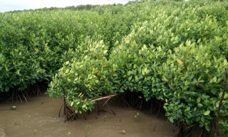 Pesona Hutan Mangrove Lantebung