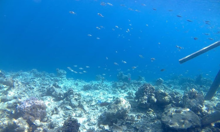 Pesona Bawah Laut Pulau Sombori