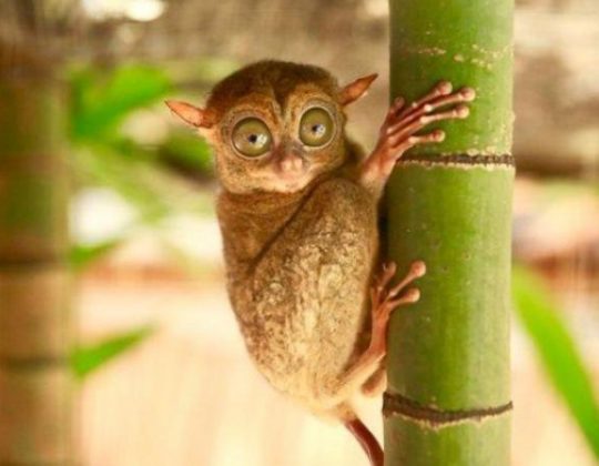 Kebun Binatang Tandurusa, Melihat Hewan Langka Khas Sulawesi di Bitung