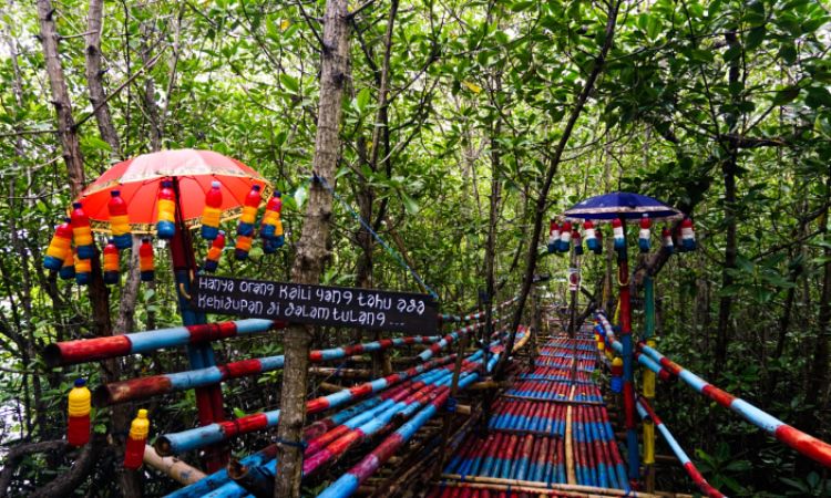 Daya Tarik Wisata Hutan Mangrove Donggala