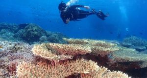 Taman Nasional Bunaken, Wisata Alam Bawah Laut Menakjubkan di Manado